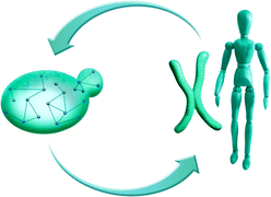 Graphical abstract: Systematic screens for human disease genes, from yeast to human and back