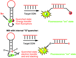 Graphical abstract: Design of a novel G-quenched molecular beacon: A simple and efficient strategy for DNA sequence analysis