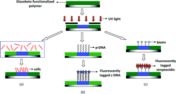 Graphical abstract: Simple micropatterning of biomolecules on a diazoketo-functionalized photoresist