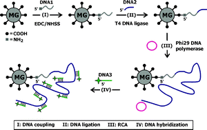 Graphical abstract: Enzymatic manipulations of DNA oligonucleotides on microgel: towards development of DNA–microgel bioassays