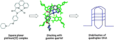 Graphical abstract: Stabilisation of human telomeric quadruplex DNA and inhibition of telomerase by a platinum–phenanthroline complex