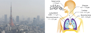 Graphical abstract: Partitioning between soluble and insoluble fractions of major and trace elements in size-classified airborne particulate matter collected in Tokyo