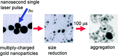 Graphical abstract: Single laser pulse induced aggregation of gold nanoparticles