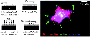 Graphical abstract: Electron beam patterning of fibronectin nanodots that support focal adhesion formation