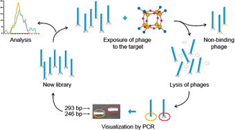Graphical abstract: The use of silsesquioxane cages and phage display technology to probe silicone–protein interactions