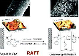 Graphical abstract: Synthesis of natural–synthetic hybrid materials from cellulose via the RAFT process