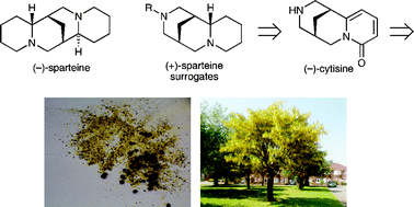 Graphical abstract: Basic instinct: design, synthesis and evaluation of (+)-sparteine surrogates for asymmetric synthesis