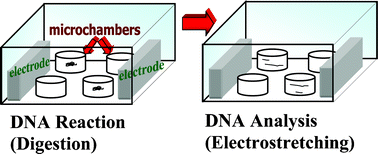 Graphical abstract: An integrated system for enzymatic cleavage and electrostretching of freely-suspended single DNA molecules