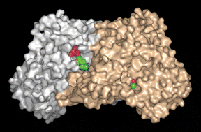 Graphical abstract: Editorial: Vitamins and cofactors—chemistry, biochemistry and biology