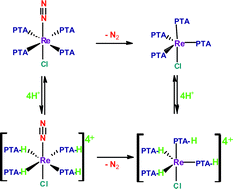 Graphical abstract: Water-soluble and stable dinitrogen phosphine complexes trans-[ReCl(N2)(PTA-H)n(PTA)4−n]n+ (n = 0–4), the first with 1,3,5-triaza-7-phosphaadamantane