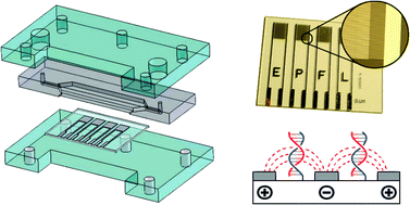 Graphical abstract: Label-free detection of DNA with interdigitated micro-electrodes in a fluidic cell