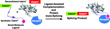 Graphical abstract: Construction of a small-molecule-integrated semisynthetic split intein for in vivoprotein ligation
