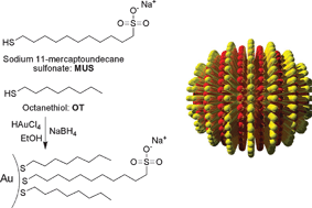 Graphical abstract: Water-soluble amphiphilic gold nanoparticles with structured ligand shells