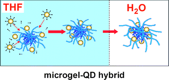 Graphical abstract: Loading quantum dots into thermo-responsive microgels by reversible transfer from organic solvents to water