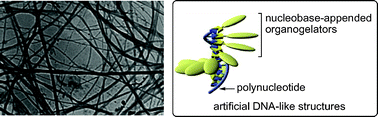 Graphical abstract: Creation of polynucleotide-assisted molecular assemblies in organic solvents: general strategy toward the creation of artificial DNA-like nanoarchitectures