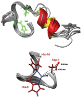 Graphical abstract: Structural features of the Cu(ii) complex with the rat Aβ(1–28) fragment