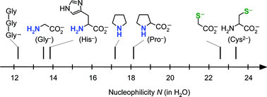 Graphical abstract: Nucleophilicities of amino acids and peptides
