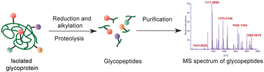 Graphical abstract: Glycopeptide analysis by mass spectrometry