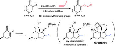 Graphical abstract: Intermolecular radical addition reactions of α-iodo cycloalkenones and a synthetic study of the formal synthesis of enantiopurefawcettimine