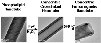 Graphical abstract: Formation of concentric ferromagnetic nanotubes from biologically active phospholipids