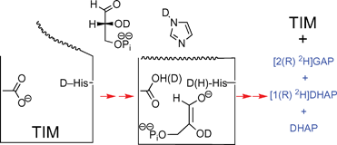 Graphical abstract: Slow proton transfer from the hydrogen-labelled carboxylic acid side chain (Glu-165) of triosephosphate isomerase to imidazole buffer in D2O