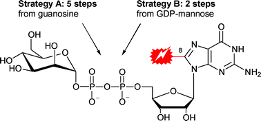 Graphical abstract: A fast synthetic route to GDP-sugars modified at the nucleobase