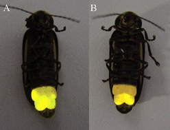 Graphical abstract: The structural origin and biological function of pH-sensitivity in firefly luciferases