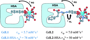 Graphical abstract: Maximizing the relaxivity of HSA-bound gadolinium complexes by simultaneous optimization of rotation and water exchange