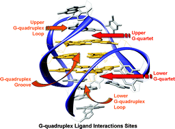 Graphical abstract: A hitchhiker's guide to G-quadruplex ligands