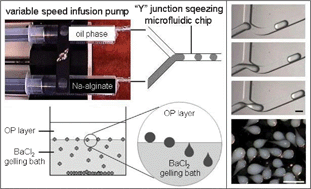 Graphical abstract: Effect of the gelation process on the production of alginate microbeads by microfluidic chip technology