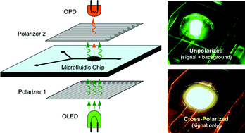 Graphical abstract: High-sensitivity, disposable lab-on-a-chip with thin-film organic electronics for fluorescence detection