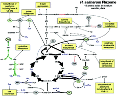 Graphical abstract: Reconstruction, modeling & analysis of Halobacterium salinarum R-1 metabolism