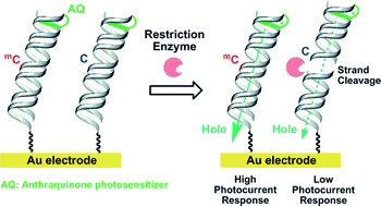 Graphical abstract: Photocurrent response after enzymatic treatment of DNA duplexes immobilized on gold electrodes: electrochemical discrimination of 5-methylcytosine modification in DNA