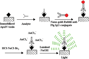 Graphical abstract: Gold(iii) enhanced chemiluminescence immunoassay for detection of antibody against ApxIV of Actinobacillus pleuropneumoniae