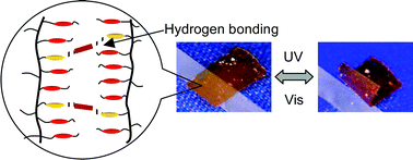 Graphical abstract: Is chemical crosslinking necessary for the photoinduced bending of polymer films?