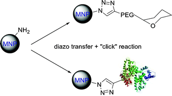 Graphical abstract: One-step bioengineering of magnetic nanoparticles via a surface diazo transfer/azide–alkyne click reaction sequence