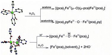 Graphical abstract: Mechanistic implications of the active species involved in the oxidation of hydrocarbons by iron complexes of pyrazine-2-carboxylic acid