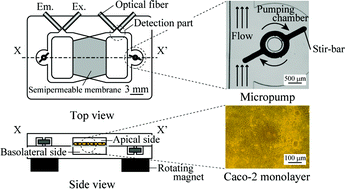 Graphical abstract: An integrated microfluidic system for long-term perfusion culture and on-line monitoring of intestinal tissue models