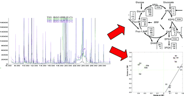 Graphical abstract: Comprehensive analysis of the metabolome of Pseudomonas putida S12 grown on different carbon sources