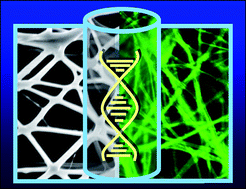 Graphical abstract: Enhanced fluorescence in electrospun dye-doped DNA nanofibers