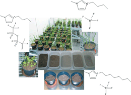 Graphical abstract: Imidazolium based ionic liquids in soils: effects of the side chain length on wheat (Triticum aestivum) and cress (Lepidium sativum) as affected by different clays and organic matter