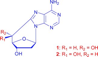 Graphical abstract: Solar one-way photoisomerisation of 5′,8-cyclo-2′-deoxyadenosine