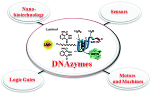 Graphical abstract: DNAzymes for sensing, nanobiotechnology and logic gate applications