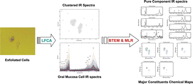 Graphical abstract: Utilization of spectral vector properties in multivariate chemometrics analysis of hyperspectral infrared imaging data for cellular studies