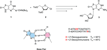 Graphical abstract: 2′-Deoxyimmunosine: stereoselective synthesis, base pairing and duplex stability of oligonucleotides containing 8-oxo-7-thiaguanine