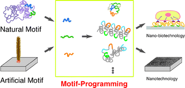 Graphical abstract: Natural and artificial peptide motifs: their origins and the application of motif-programming