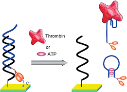 Graphical abstract: Target-induced strand release (TISR) from aptamer–DNA duplex: A general strategy for electronic detection of biomolecules ranging from a small molecule to a large protein