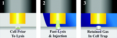 Graphical abstract: Fast-lysis cell traps for chemical cytometry