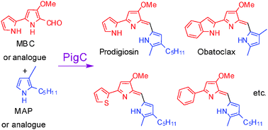 Graphical abstract: Chemoenzymatic synthesis of prodigiosin analogues—exploring the substrate specificity of PigC