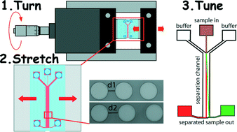 Graphical abstract: Tuneable separation in elastomeric microfluidics devices